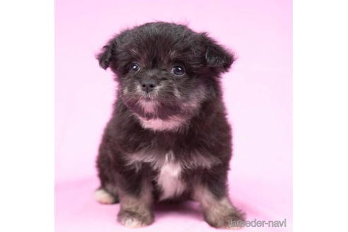 成約済の東京都のミックス犬-188139の5枚目